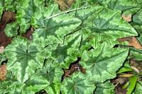 Cyclamen hederifolium