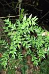 Ruscus aculeatus
