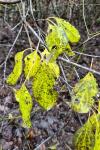 Rhamnus cathartica