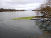 Hydrocotyle ranunculoides