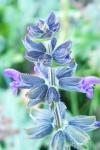 Salvia verbenaca