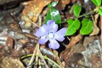Vinca minor