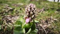 Himantoglossum robertianum