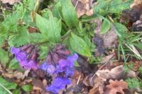 Pulmonaria