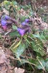 Pulmonaria