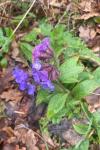 Pulmonaria
