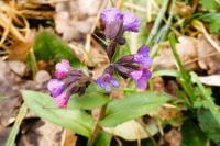 Pulmonaria