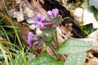 Pulmonaria