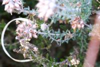 Erica tetralix