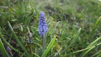 Muscari neglectum
