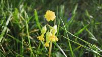 Primula veris