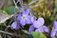 Viola hirta