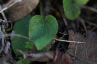 Viola hirta