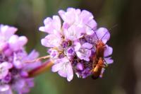 Armeria arenaria