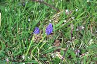 Muscari