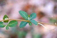 Lonicera periclymenum