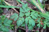 Geranium robertianum