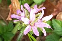 Erodium moschatum