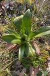 Himantoglossum hircinum