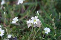 Cerastium arvense