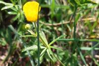 Ranunculus auricomus