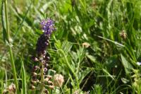 Muscari comosum