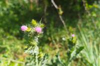 Carduus tenuiflorus