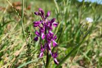 Anacamptis laxiflora