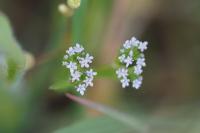 Valerianella