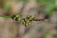 Carex pilulifera