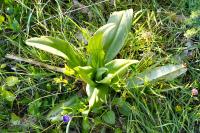 Himantoglossum hircinum
