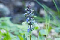 Ajuga reptans