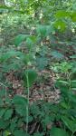 Polygonatum multiflorum