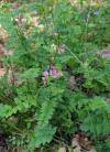 Vicia sepium