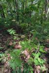 Sorbus aucuparia