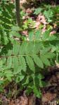 Sorbus aucuparia