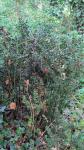 Ruscus aculeatus