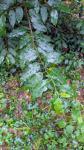 Prunus lusitanica