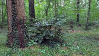 Prunus lusitanica
