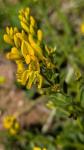 Genista tinctoria