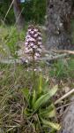 Orchis purpurea