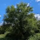 Prunus mahaleb