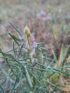 Lupinus angustifolius