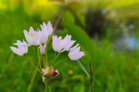 Allium roseum