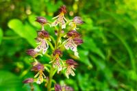 Orchis purpurea
