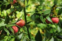 Ruscus aculeatus