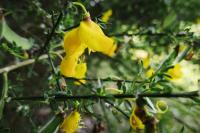 Cytisus scoparius