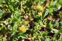 Medicago minima