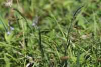 Carex flacca