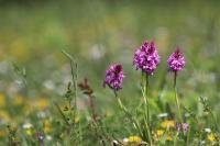 Anacamptis pyramidalis
